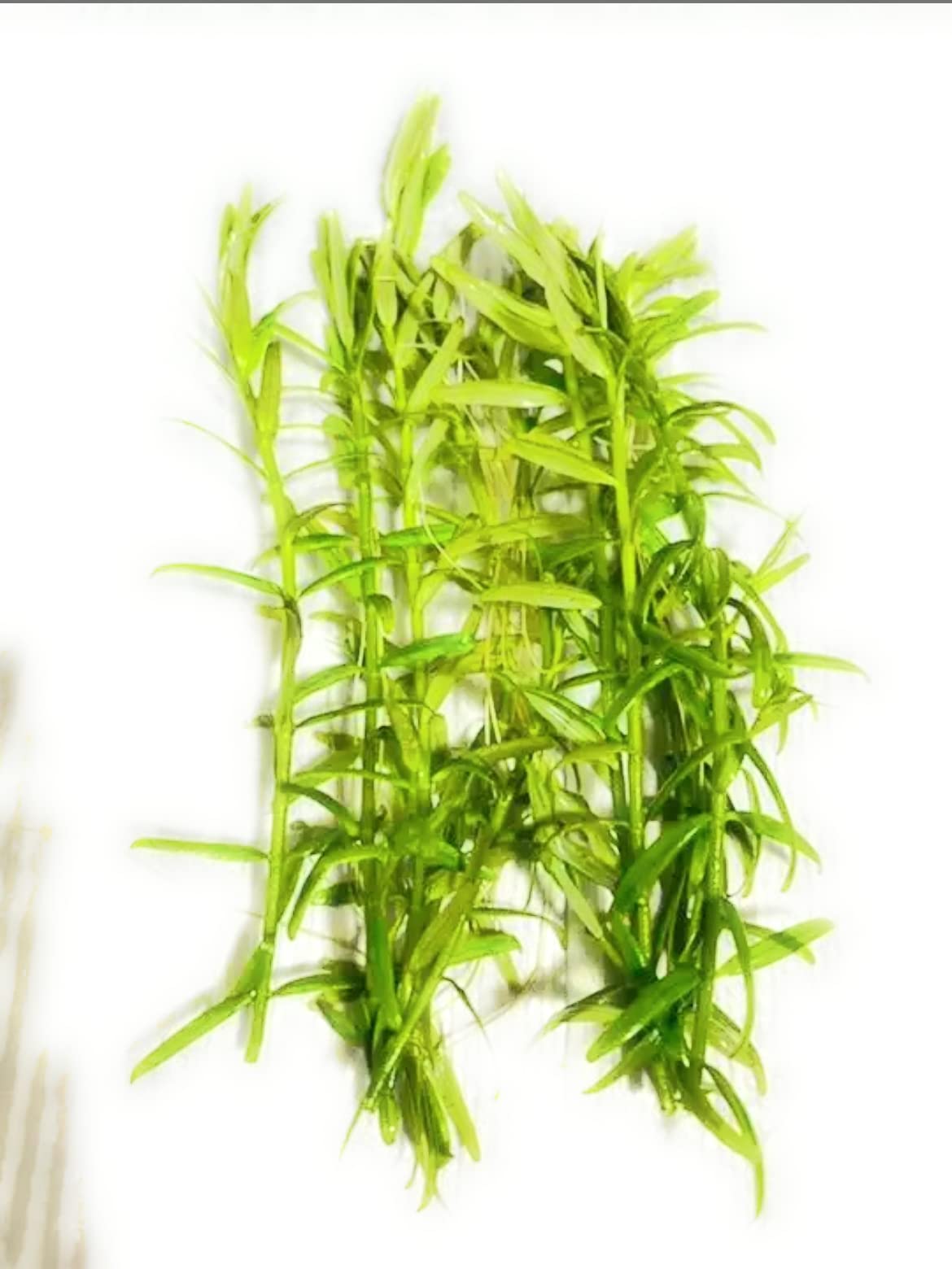 Amazon | （coco'sshop）水草 グリーンロタラ 水中葉 5本 【セラミック